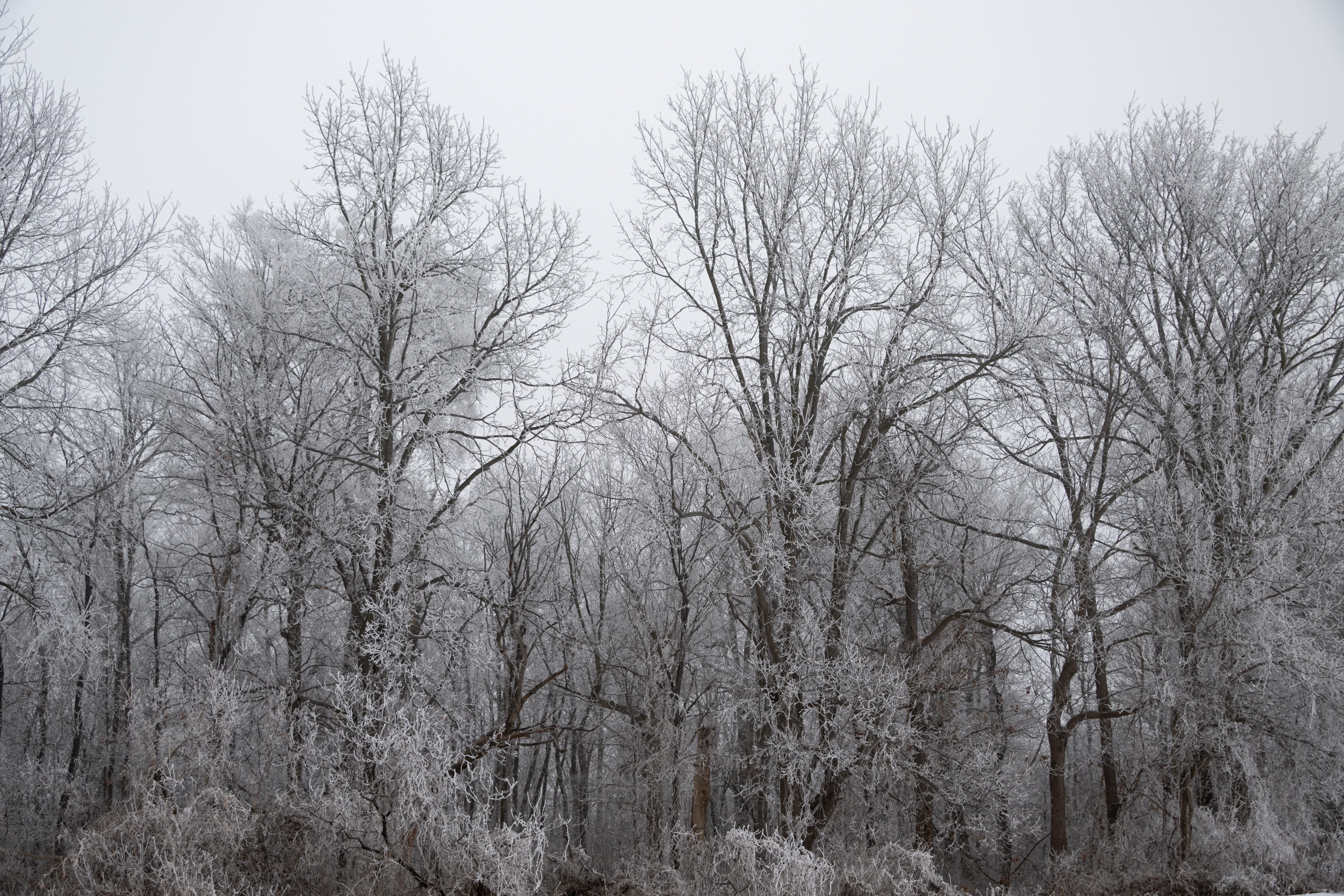 HOAR FROST