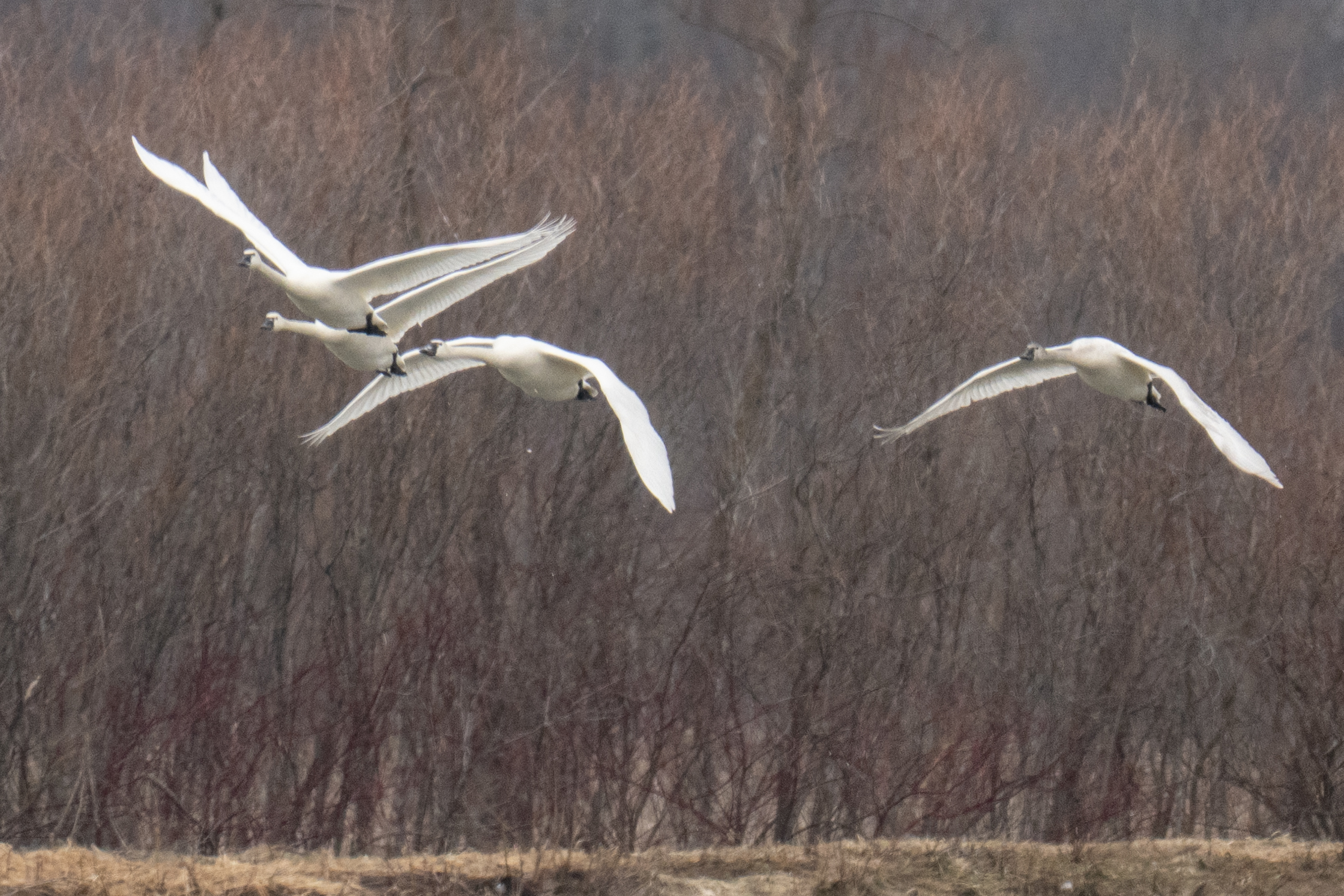 Tundra Swans at Hullett Marsh