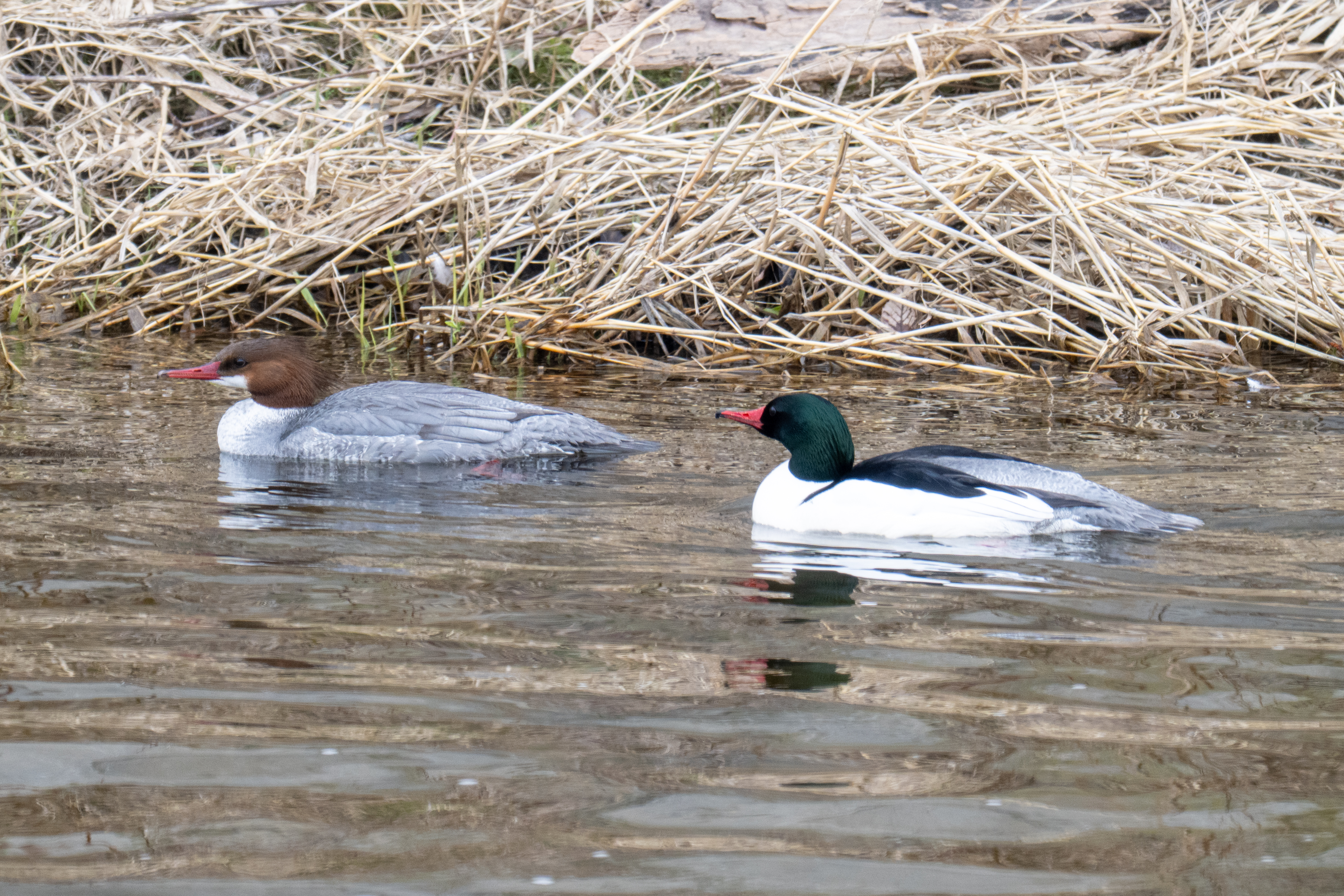 Common Merganser in Hespeler