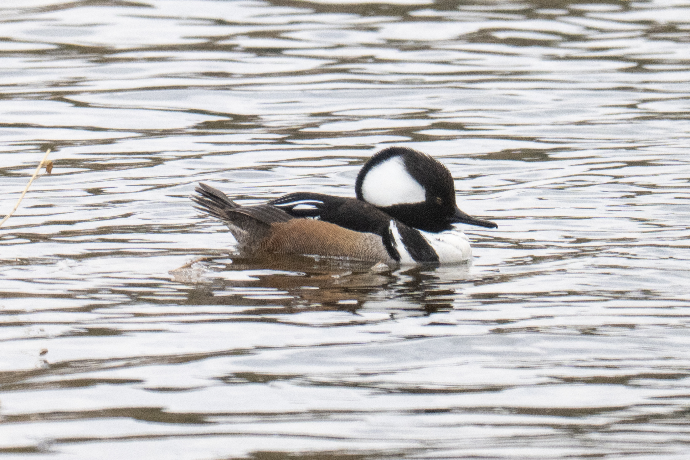 A disappointment today