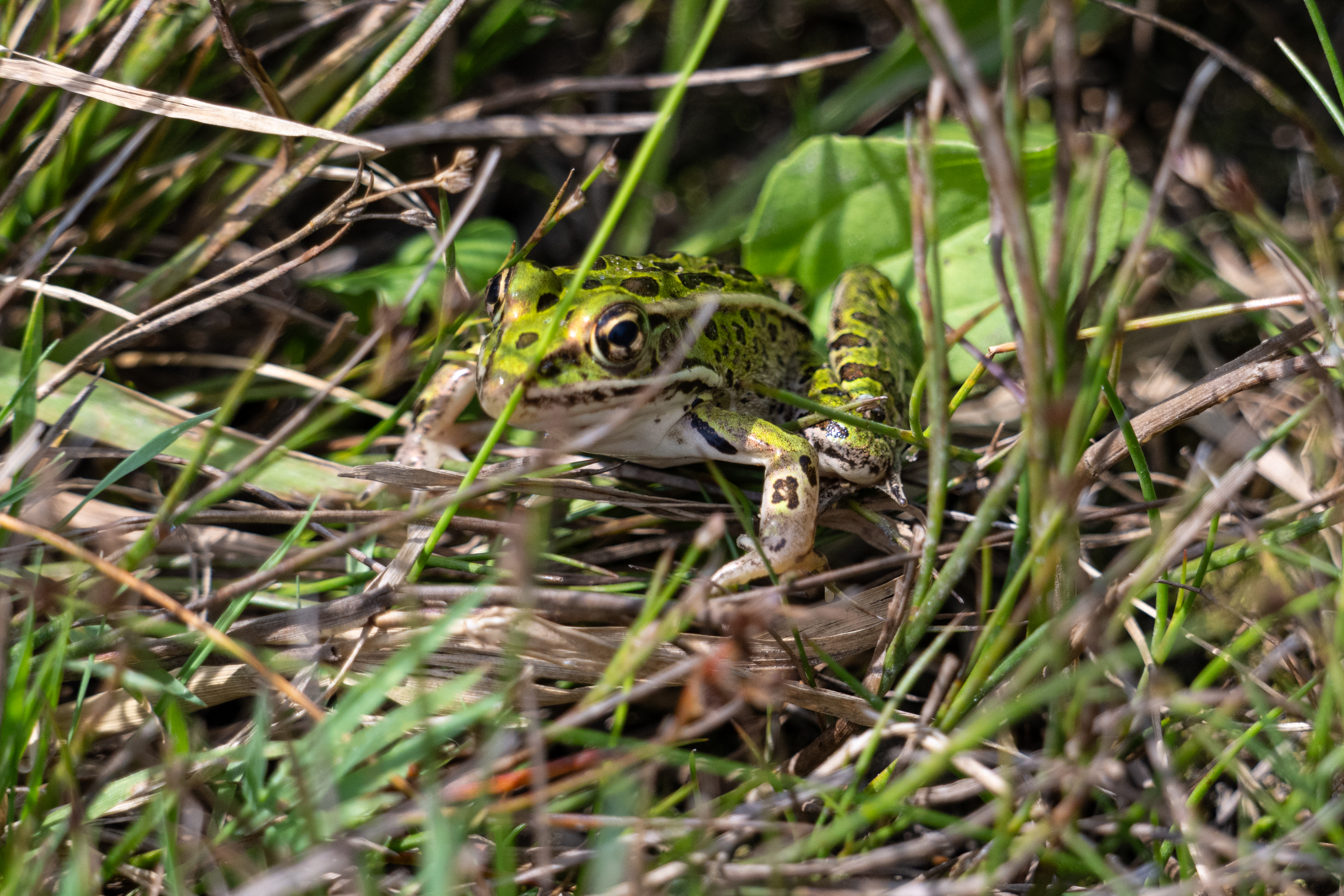 August 1 at Huron Natural