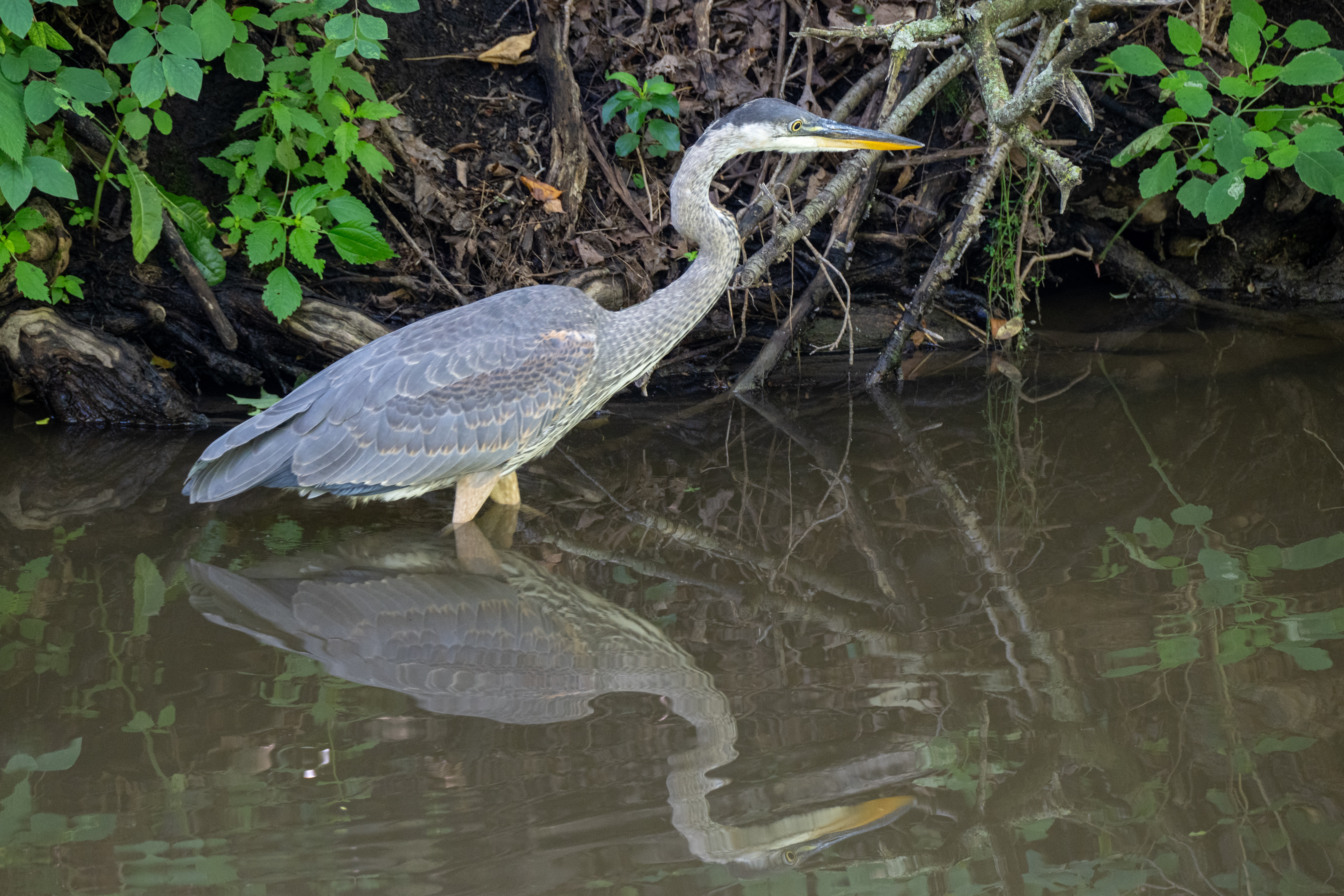 A Fisherman on the St Jacobs Mill Race Trail